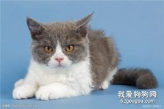 猫咪为什么不吐舌头？