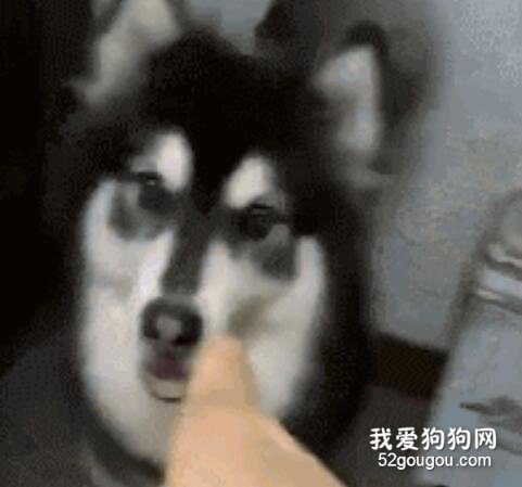 <b>主人准备好吃食想要开吃，阿拉斯加怒了：给我吃屎去！</b>