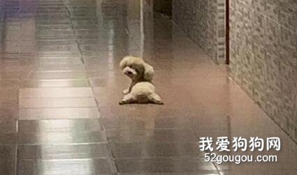 <b>走廊里看到这一幕，还以为谁的玩偶掉了，直到它抬头...</b>
