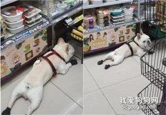 <b>这狗为得到漂亮姐姐的抚摸，竟每天跑超市好几次</b>