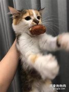 <b>主人表示家里的猫不是在偷吃，就在偷吃的路上，太好笑了！</b>