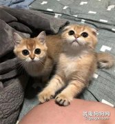 <b>每当推主要睡觉时，两只猫就这样星星眼的看着，让人都不想闭眼了！</b>