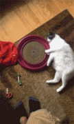 <b>主人觉得猫太胖，于是给她买个玩具想让她减肥，结果...</b>