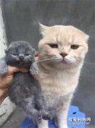 <b>猫爸第一次见孩子，却怎么也开心不起来...原因是...</b>