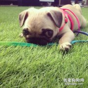 <b> 狗狗肠炎治疗护理标准</b>