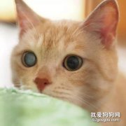 <b>猫白内障能治好吗?</b>