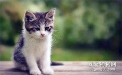 猫异食癖是缺什么 异食癖防大于治