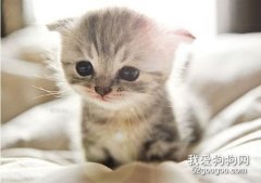 猫咪耳螨怎么清理?