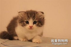 夏天养猫要开空调吗?