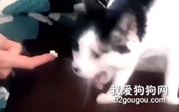 <b>当猫遇上了榴莲……隔着屏幕感受到了嫌弃！</b>