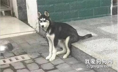 <b>狗子坐姿大赛：哈士奇果然是长在笑点上的品种</b>