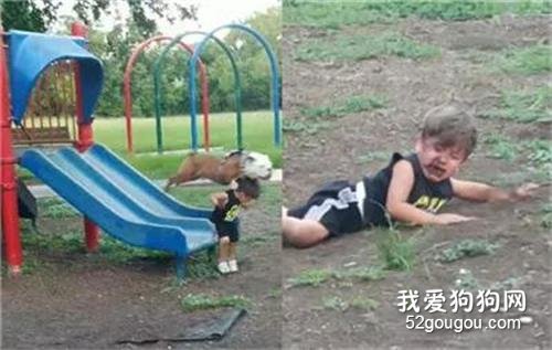 <b>狗狗玩滑梯追尾飞出，小主人直接摔了个狗吃屎…</b>