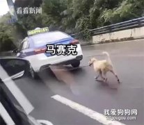 <b>开出租遛狗？的哥：怕狗把车弄脏…</b>