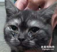 <b>猫鼻支的预防和注意事项</b>