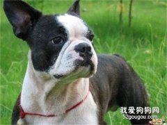 纯种斗牛犬挑选技巧