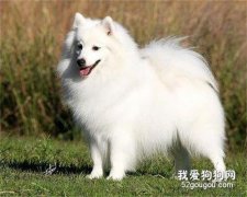 银狐犬怎么挑选 银狐犬挑选方法