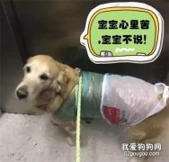 <b>汪：这衣服太丑，我不要穿出去...</b>