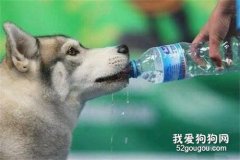 狗狗一天要喝多少水 你清楚吗？