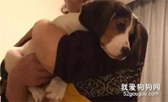 <b>狗子挨揍后一脸委屈，可下一秒竟然....</b>