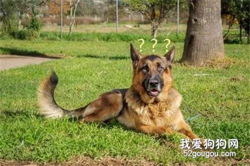<b>阿根廷7名囚犯挖隧道越狱，探出洞口的瞬间，才发现居然是警犬的家！</b>