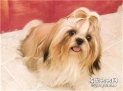 西施犬怎么看品相 教你如何挑选西施犬