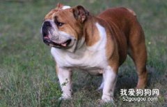 <b>饲养斗牛犬的方法</b>