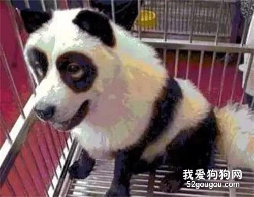 <b>印度网友气急了：中国不租给我们大熊猫，我们就自己造一个！</b>