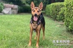 <b>狗子纤长的腿一到游泳池里，瞬间变成短腿柯基，主人都笑翻了！</b>
