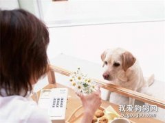 狗狗信任你的表现有哪些？