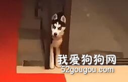<b>二哈真的是用智商换了颜值，点击收获今天的快乐！</b>