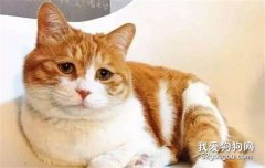 <b>橘猫是什么品种 橘猫为什么都那么胖?</b>