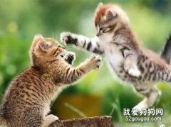 <b>两只猫打架是为什么 相爱相杀还是只是相杀</b>