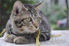 这三种猫咪非常适合家养