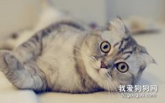 <b>五种受欢迎的猫 其中有你喜欢的品种吗？</b>