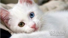 猫生病的三大表现 请立刻带猫咪去看医生