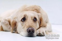 <b>狗狗蛔虫病症状和预防措施</b>