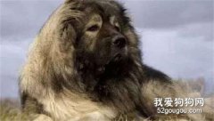 <b>高加索犬的饲养指南</b>