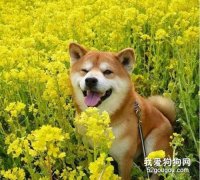 柴犬饲养指南