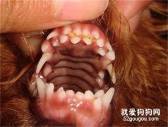 双排牙是缺钙吗 怎么给狗狗补钙