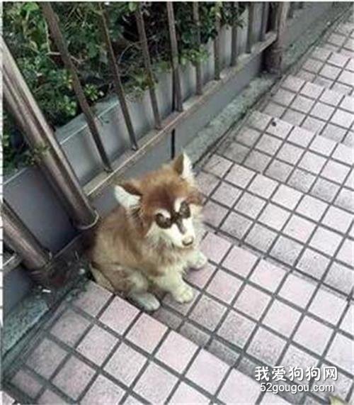 <b>狗狗犬瘟遭人抛弃，网友好心送医治疗</b>