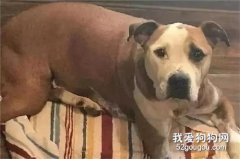 <b>狗狗户主心切，连中三枪都不曾退缩！</b>