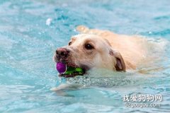 怎么训练狗狗游泳 狗狗怕水要怎么训练才好