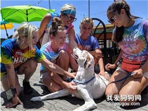 <b>主人将狗狗安乐死前，全家人陪它了却一桩桩心愿</b>