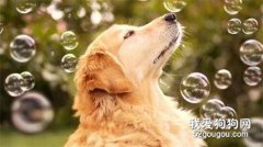 <b>狗狗死掉后他不愿再养，流浪狗的坚持让他动容</b>
