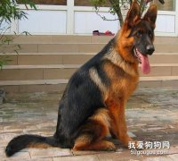 <b>工作犬有哪些 这几种工作犬你都知道吗</b>