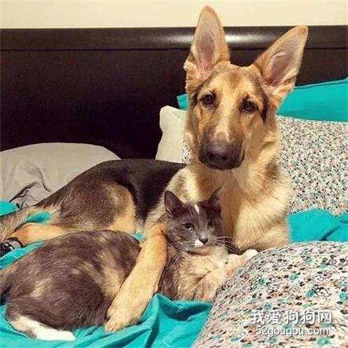 <b>女子想把猫送走，德牧却紧紧抱住它抗议：这是我的姐姐！</b>