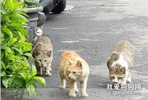 <b>真的不要跟橘猫抢吃的，它会跟你拼命，连眼神都变了​！</b>