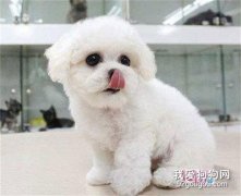 <b>怎么挑选比熊幼犬?</b>