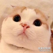 <b>折耳猫耳朵是天生的吗?</b>