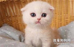 猫粮要怎么选 选择猫粮要看重这三点